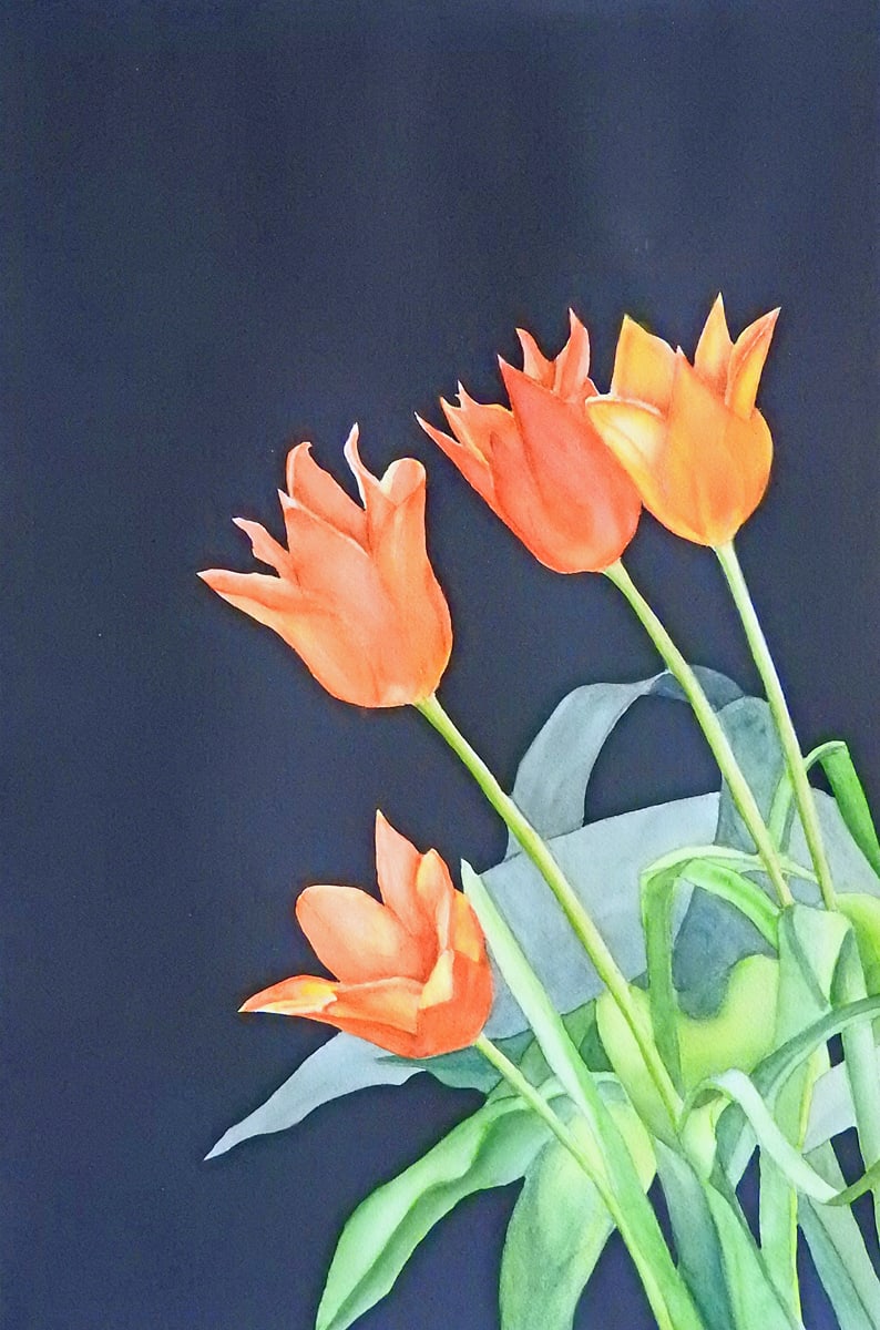 Tulip Time by Janine Wilson 