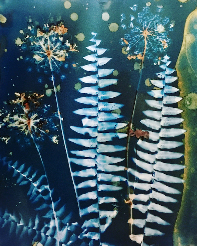 Queen Anne in the Ferns by Lesley Riley 