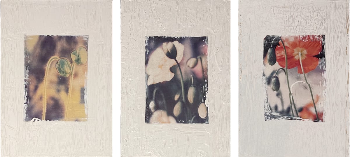 Poppies small by Tina Psoinos  Image: set of 3