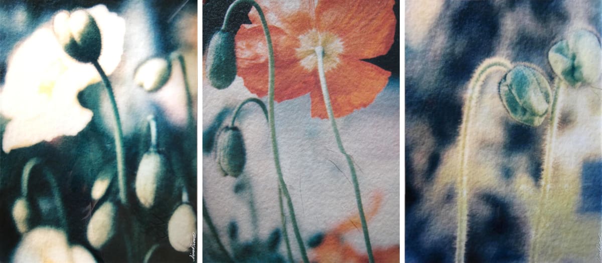 Poppies by Tina Psoinos  Image: Poppies triptych
