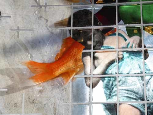 Coney Island Orange_s by Tina Psoinos 