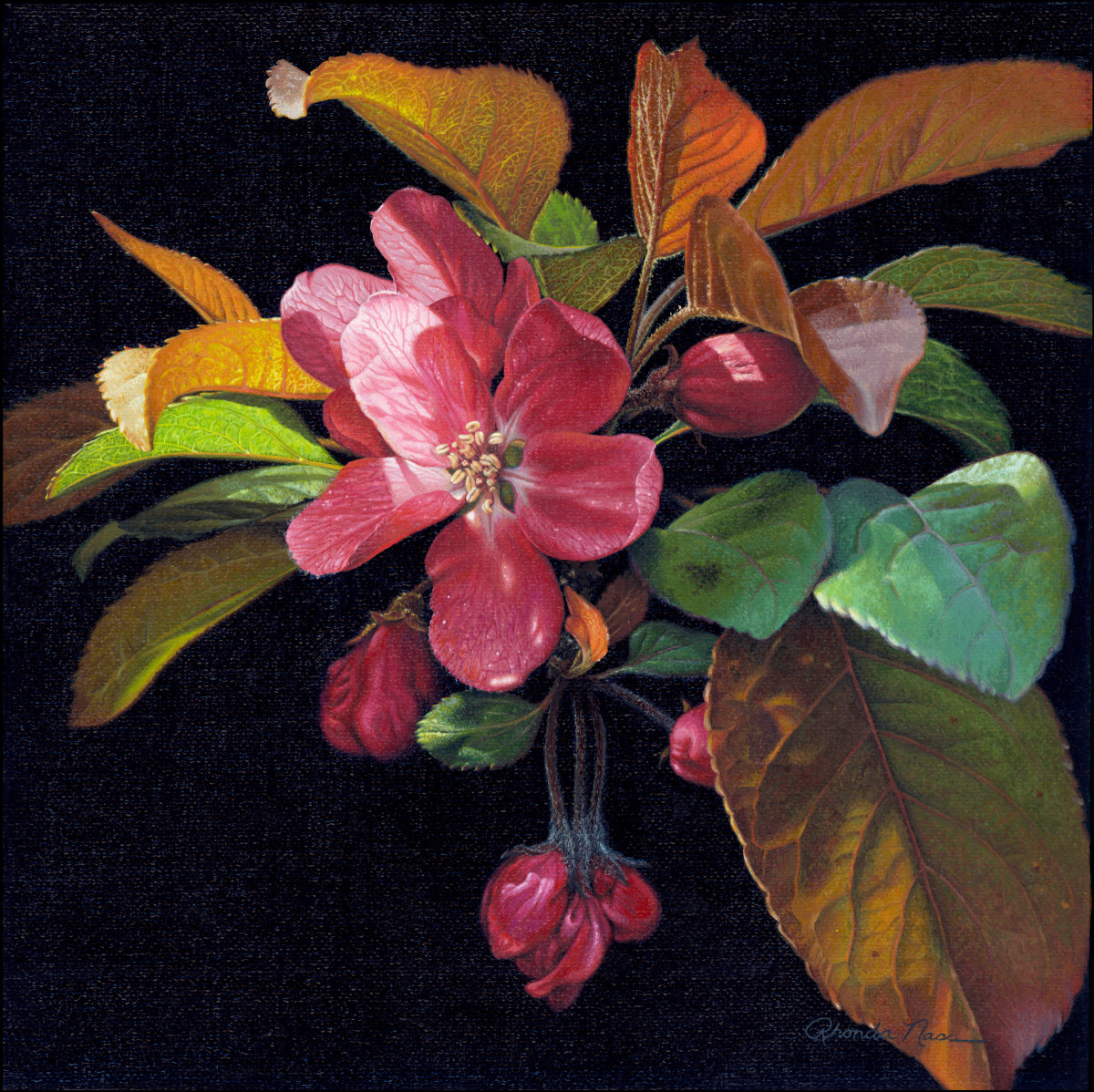 "Before the Fruit, the Color Fanfare"--crabapple by Rhonda Nass 