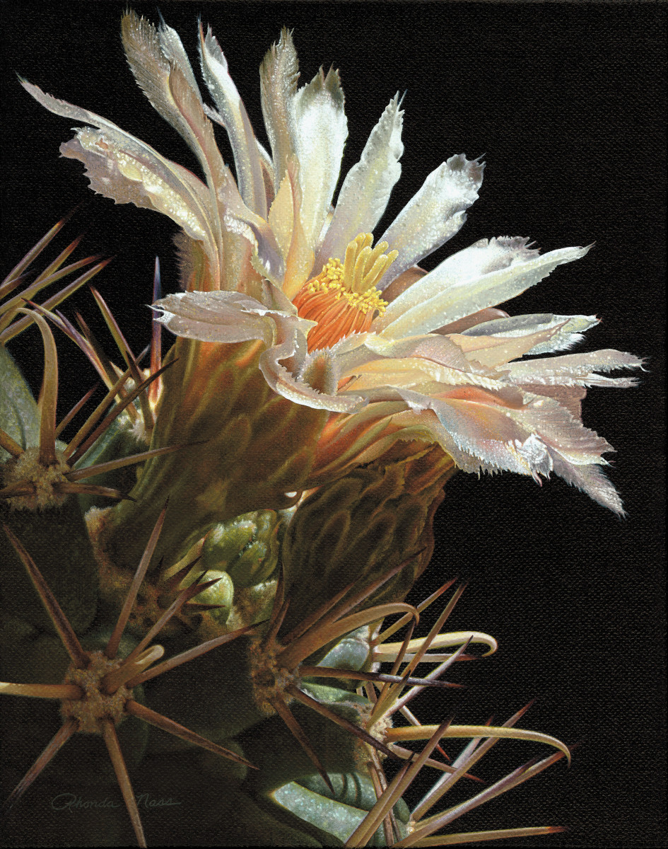 "Pima Pineapple Bloom"/Coryphantha scheeri by Rhonda Nass 