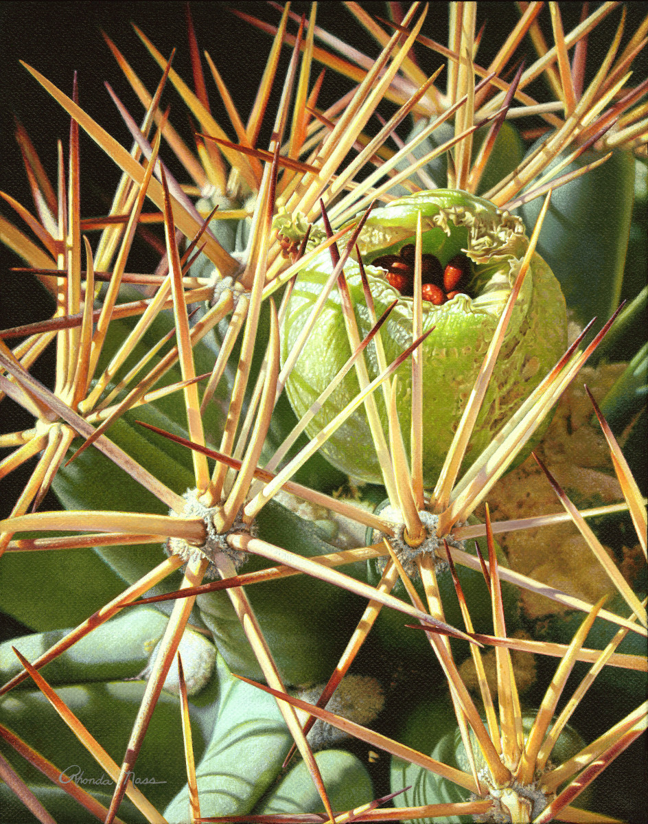 "Pima Pineapple Fruit"/Coryphantha scheeri by Rhonda Nass 