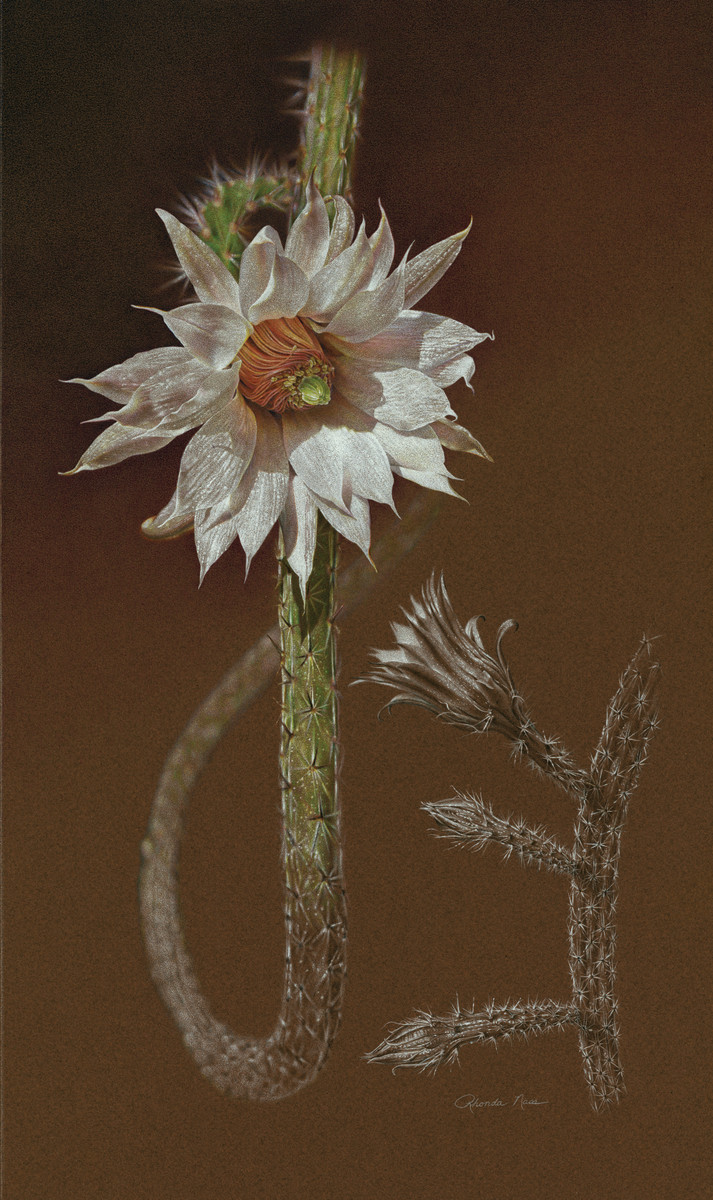 "Echinocereus leucanthus" by Rhonda Nass 