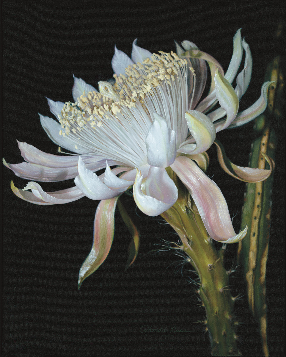 "Queen of the Night"/night blooming cereus by Rhonda Nass 