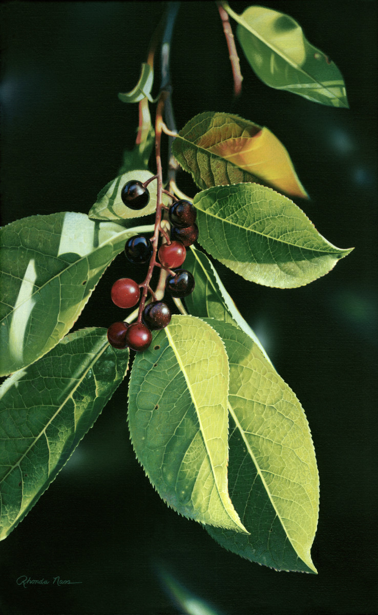 "Washington Island Chokecherry" by Rhonda Nass 