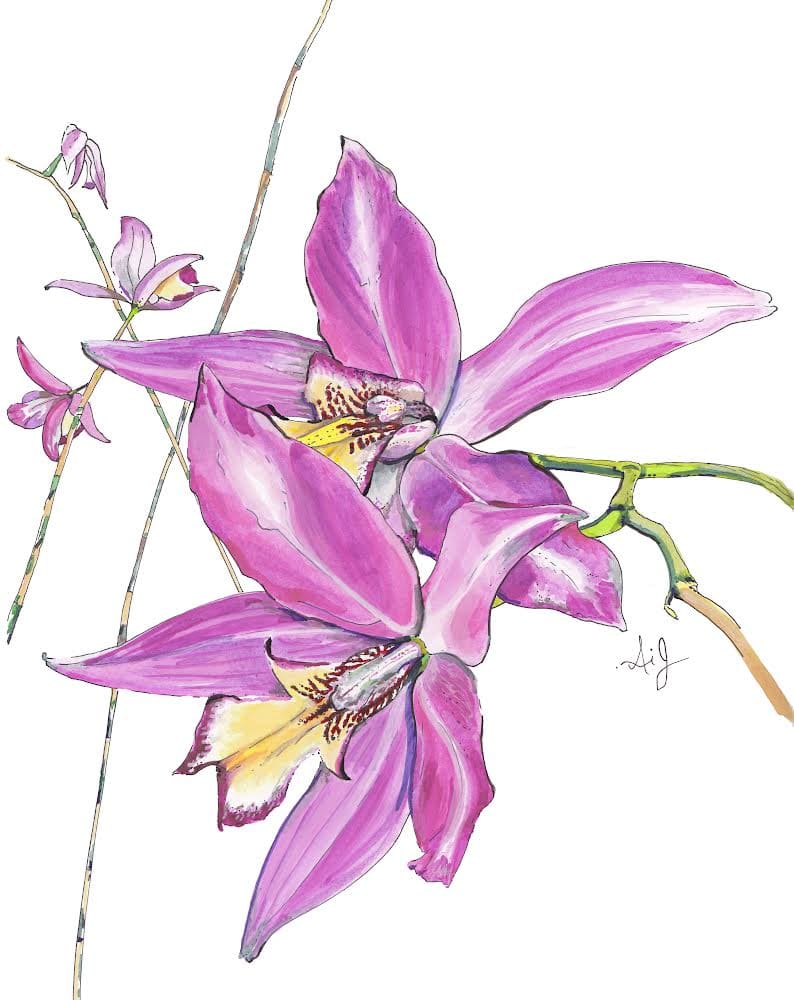 R’s Orchids by Anna Iris Graham 