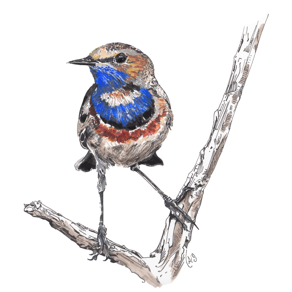 Bluethroat by Anna Iris Graham 