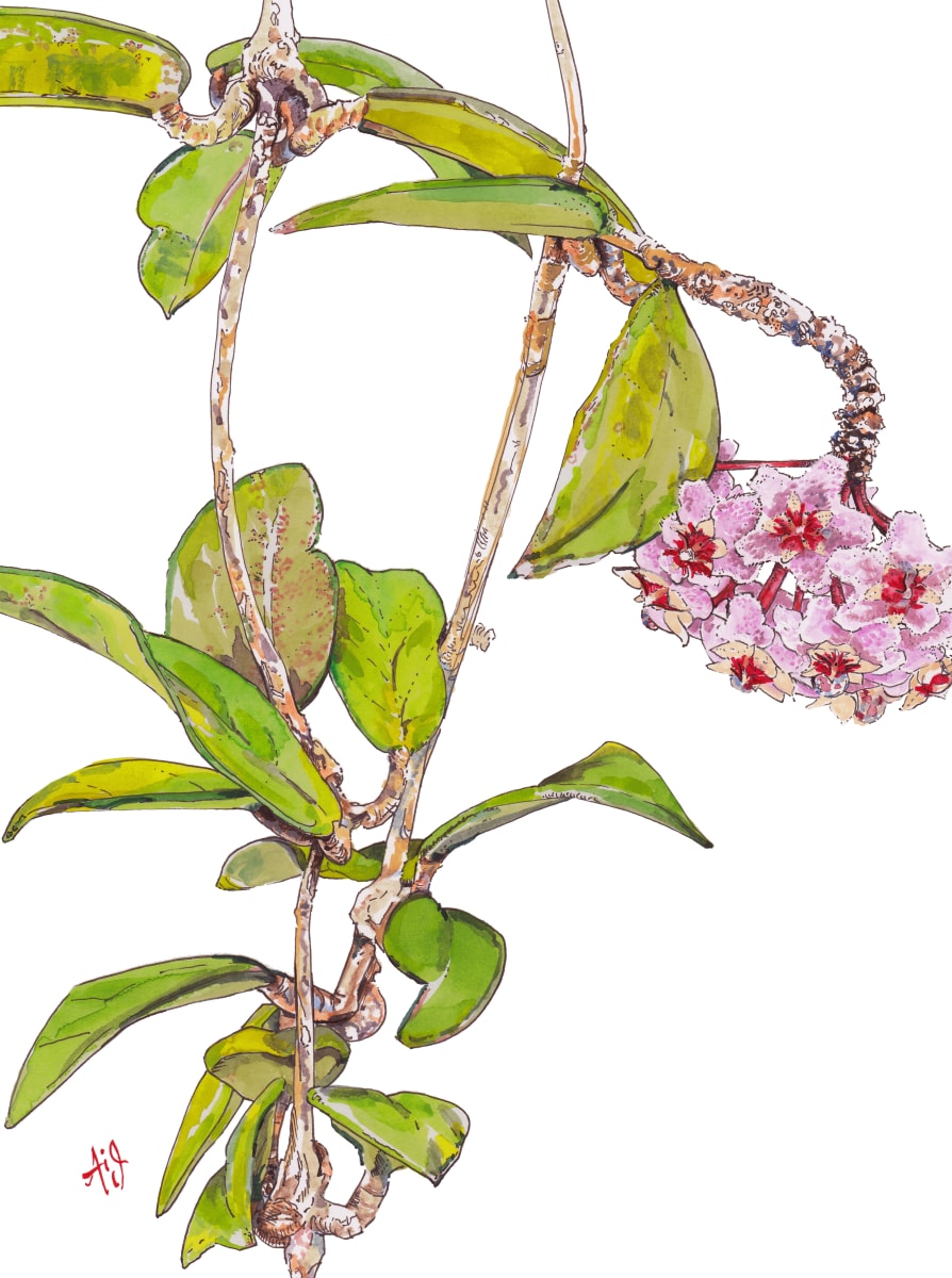Hoya Carnosa by Anna Iris Graham 