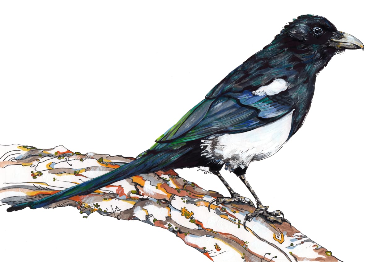 Magpie by Anna Iris Graham 