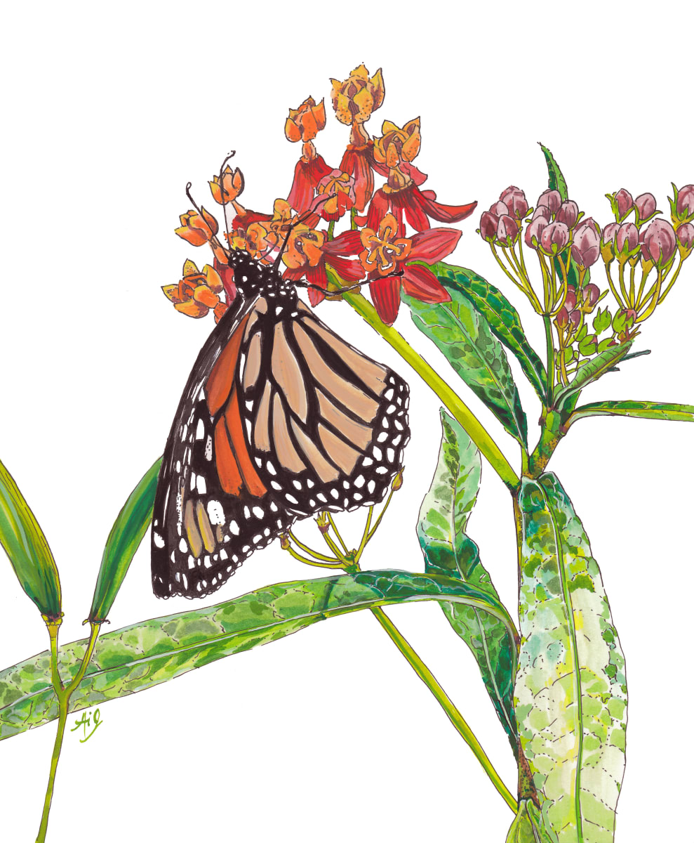 Monarch on Milkweed by Anna Iris Graham 