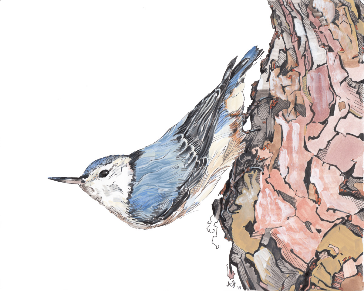 White Breasted Nuthatch by Anna Iris Graham 