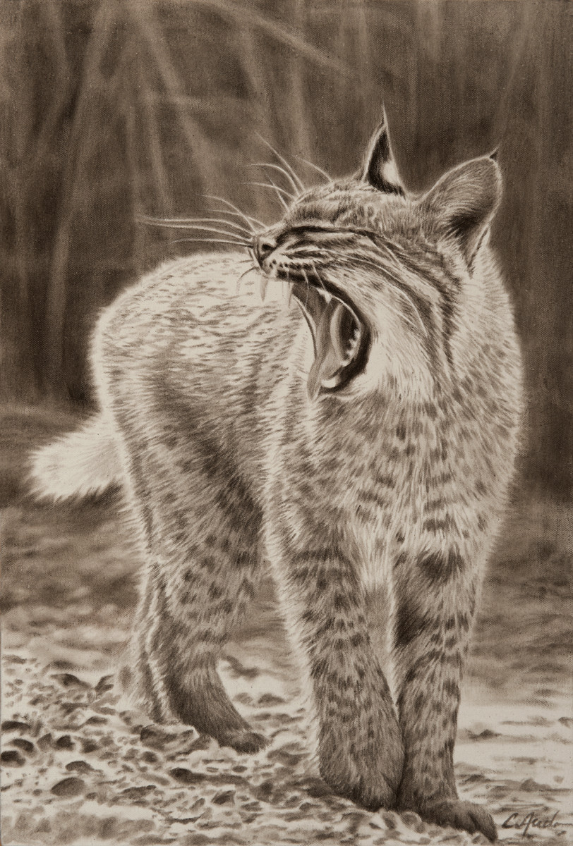 Bob by Carol L. Acedo 