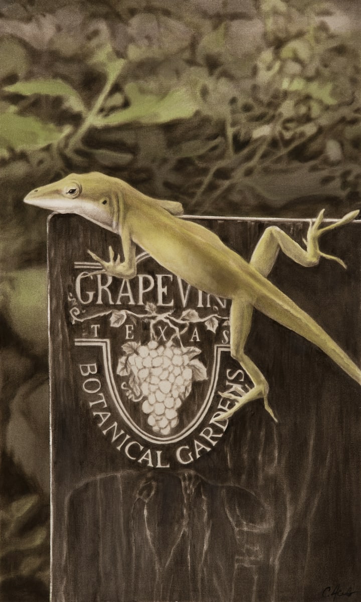 Visitor at the Grapevine Botanical Gardens  Image: A Green Anole rests on a marker at the Grapevine Botanical Gardens