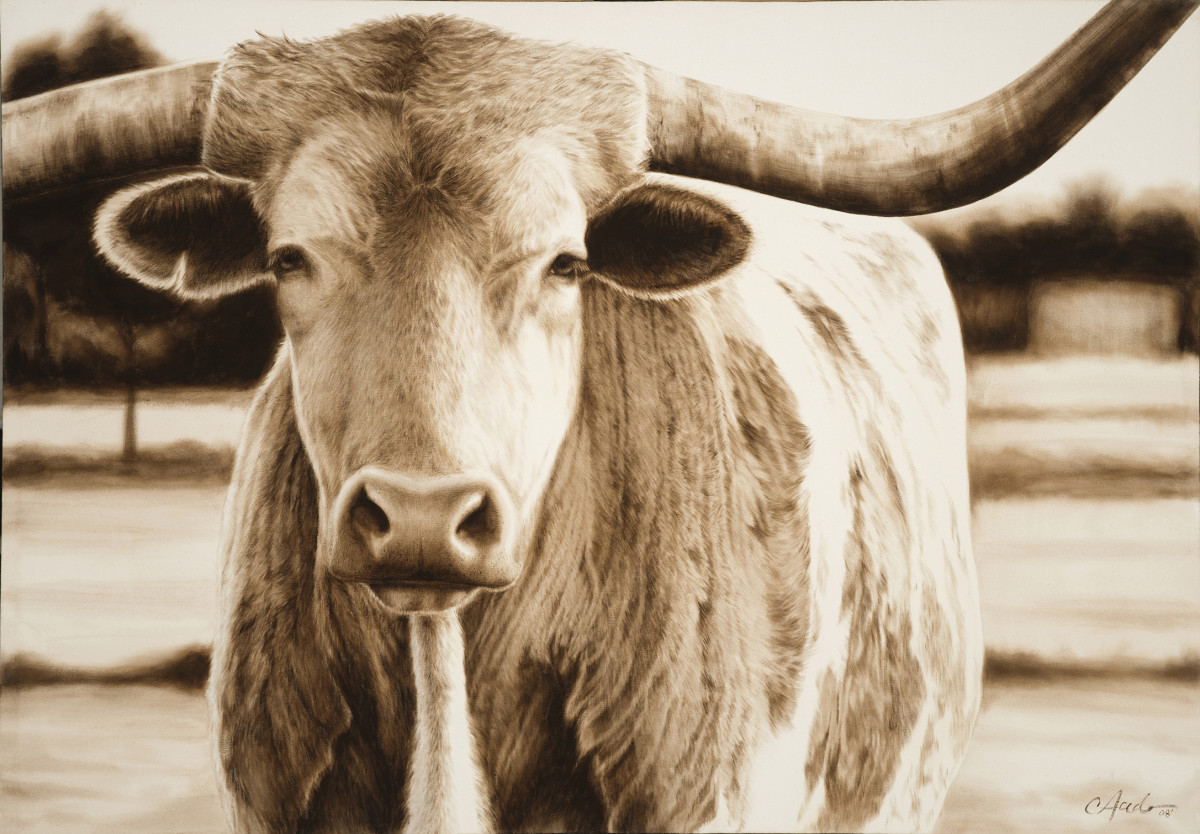 Texas Longhorn by Carol L. Acedo 