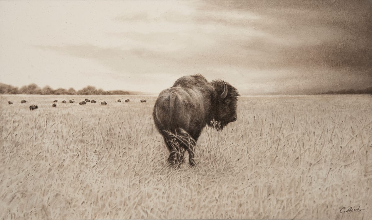 Winds of Change by Carol L. Acedo  Image: An American Bison stares across the tallgrass prairie at the approaching storm.