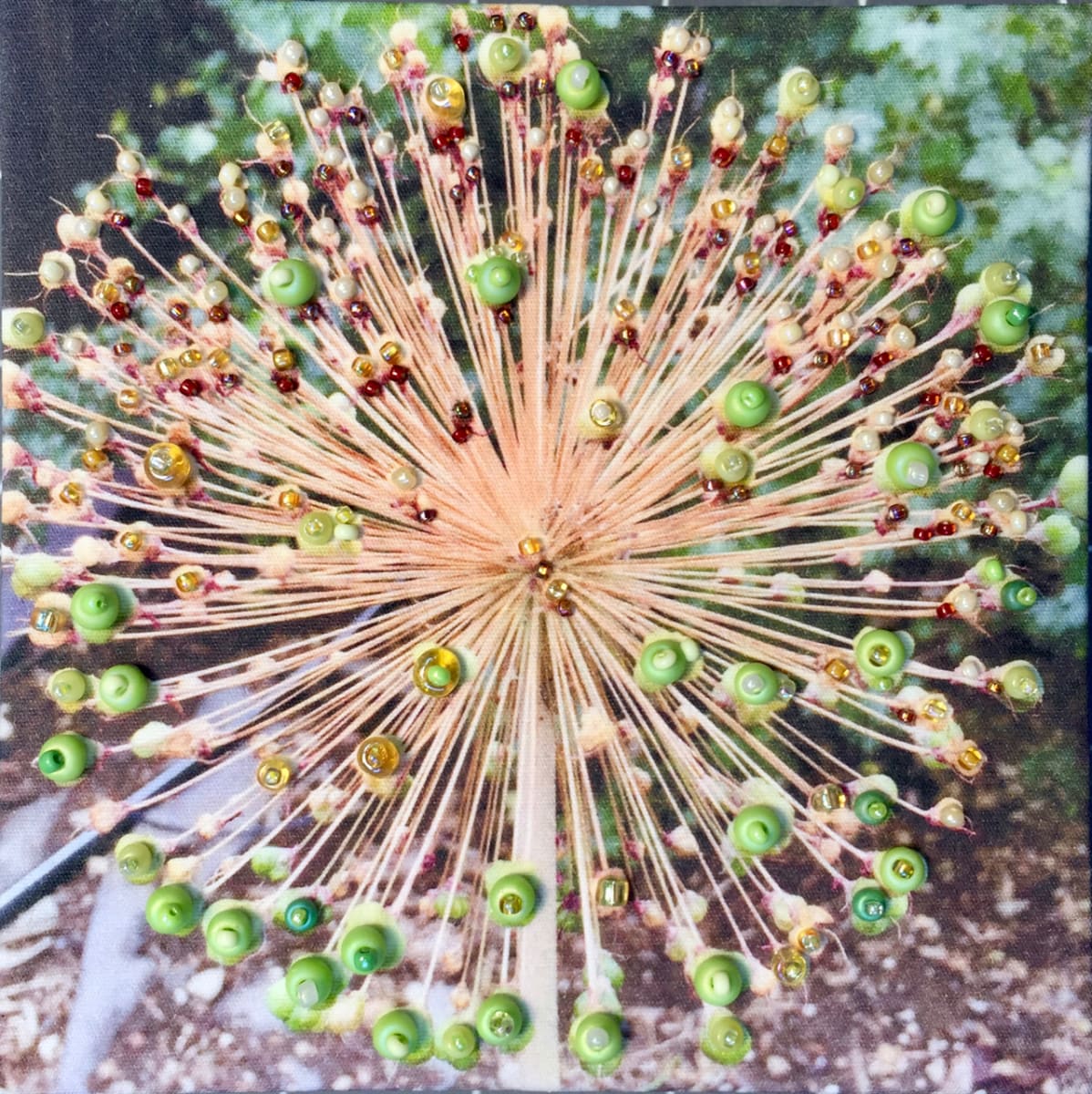 Allium by Kathy Mitchell-Garton 