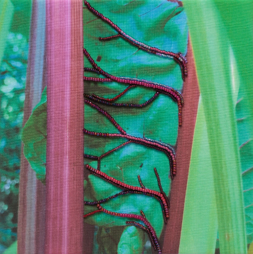 Chard by Kathy Mitchell-Garton 