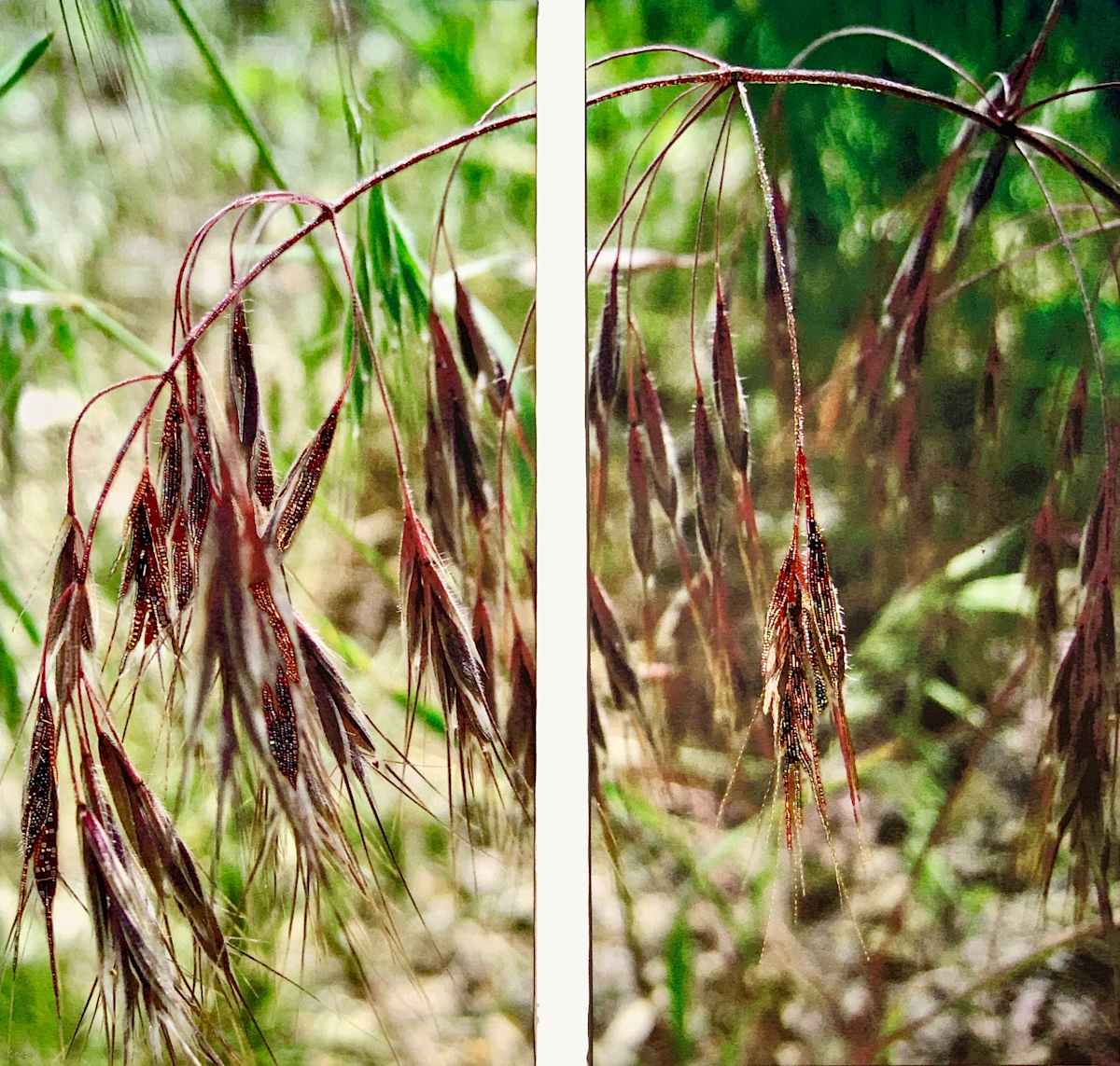 Cheatgrass by Kathy Mitchell-Garton, Image 1.