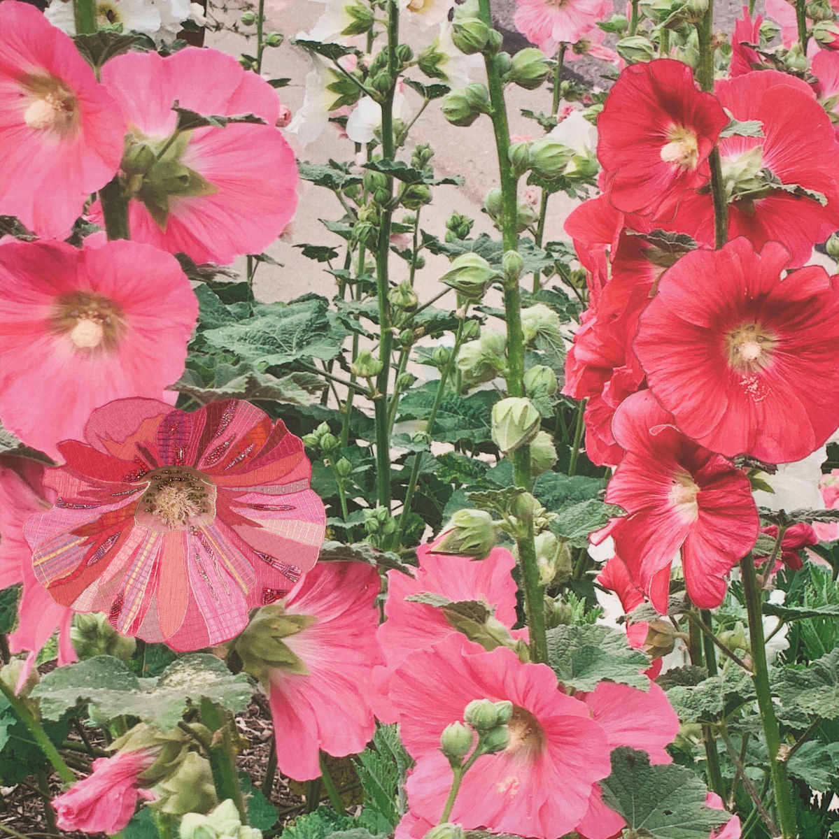 Hollyhocks by Kathy Mitchell-Garton, Image 1.