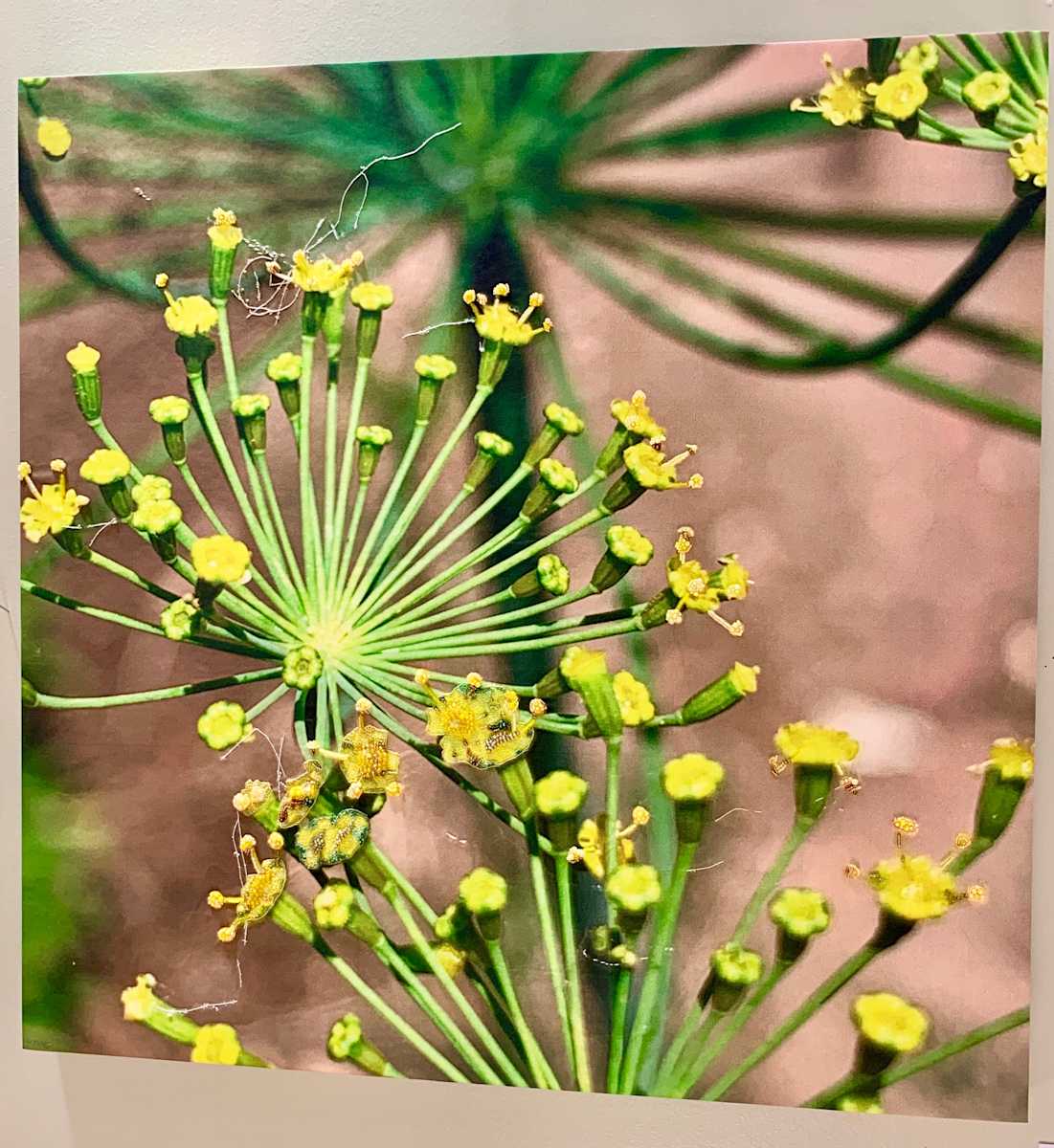 Dill by Kathy Mitchell-Garton, Image 1.