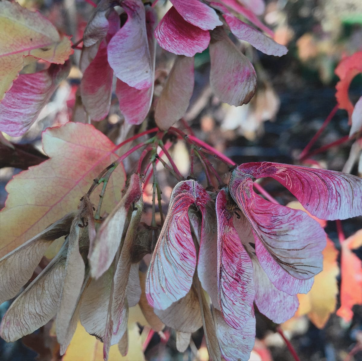 Maple by Kathy Mitchell-Garton, Image 1.