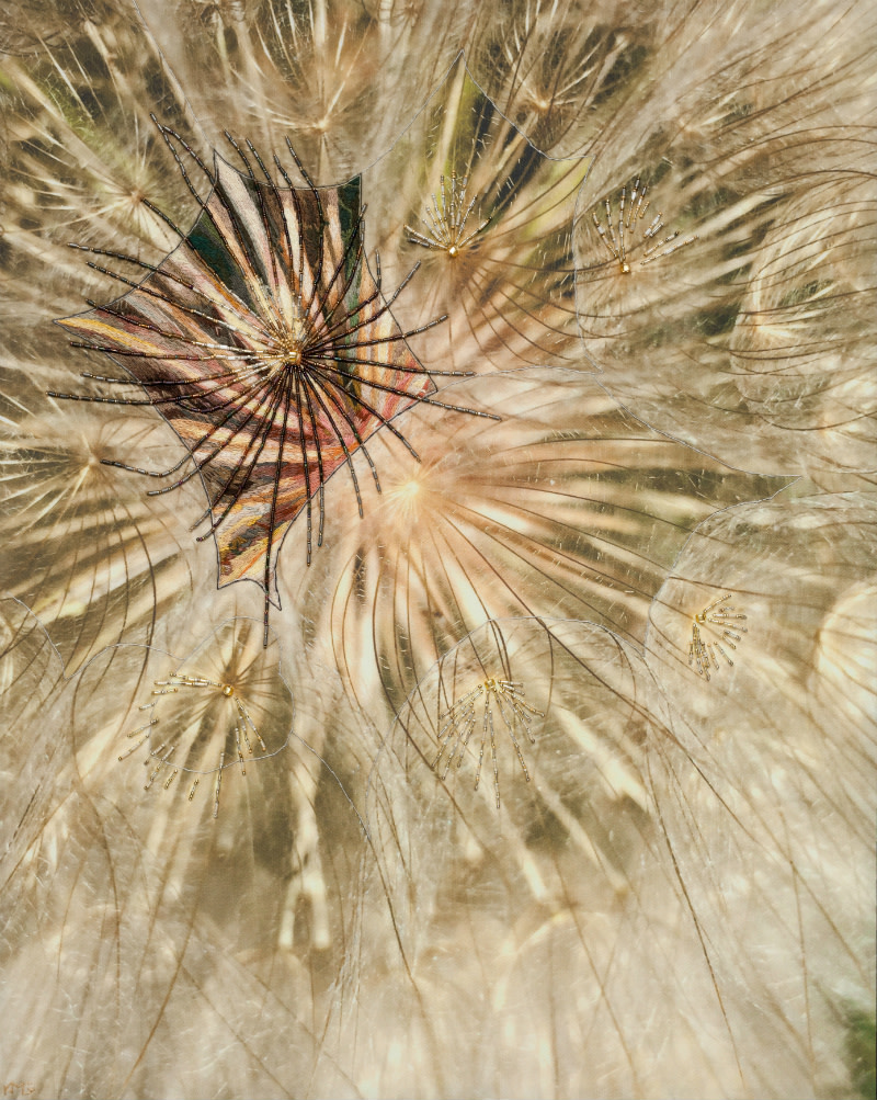 Salsify by Kathy Mitchell-Garton 