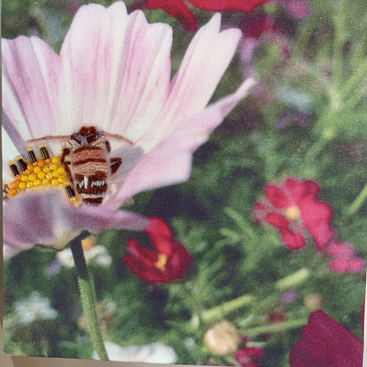 Bee on Cosmos by Kathy Mitchell-Garton 