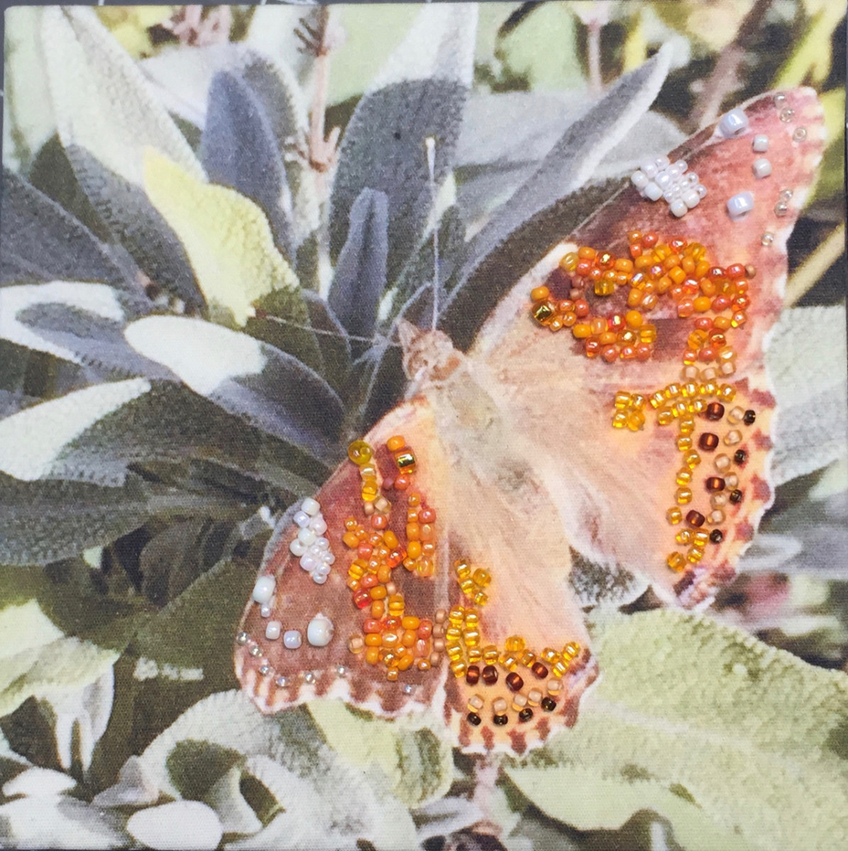 Painted Lady on Sage by Kathy Mitchell-Garton 
