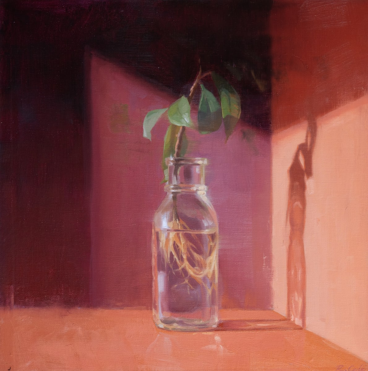 Pruned by Robin Cole 