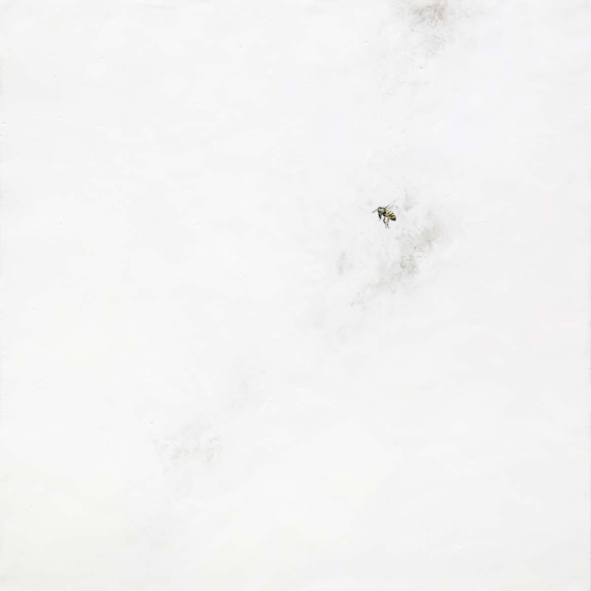 Solitaire by Robin Cole, Image 1.