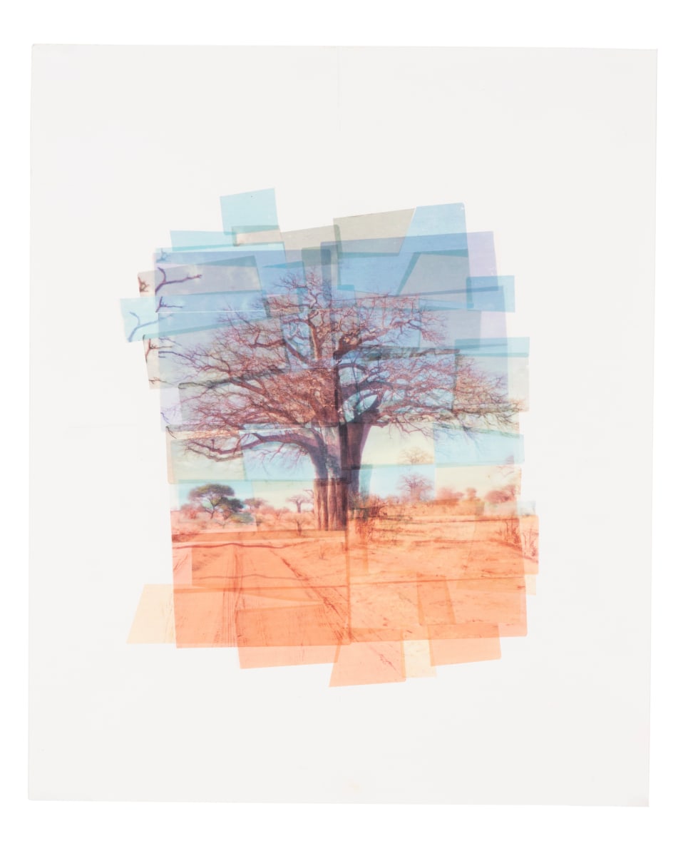 Africa Tree by Hollie Heller 
