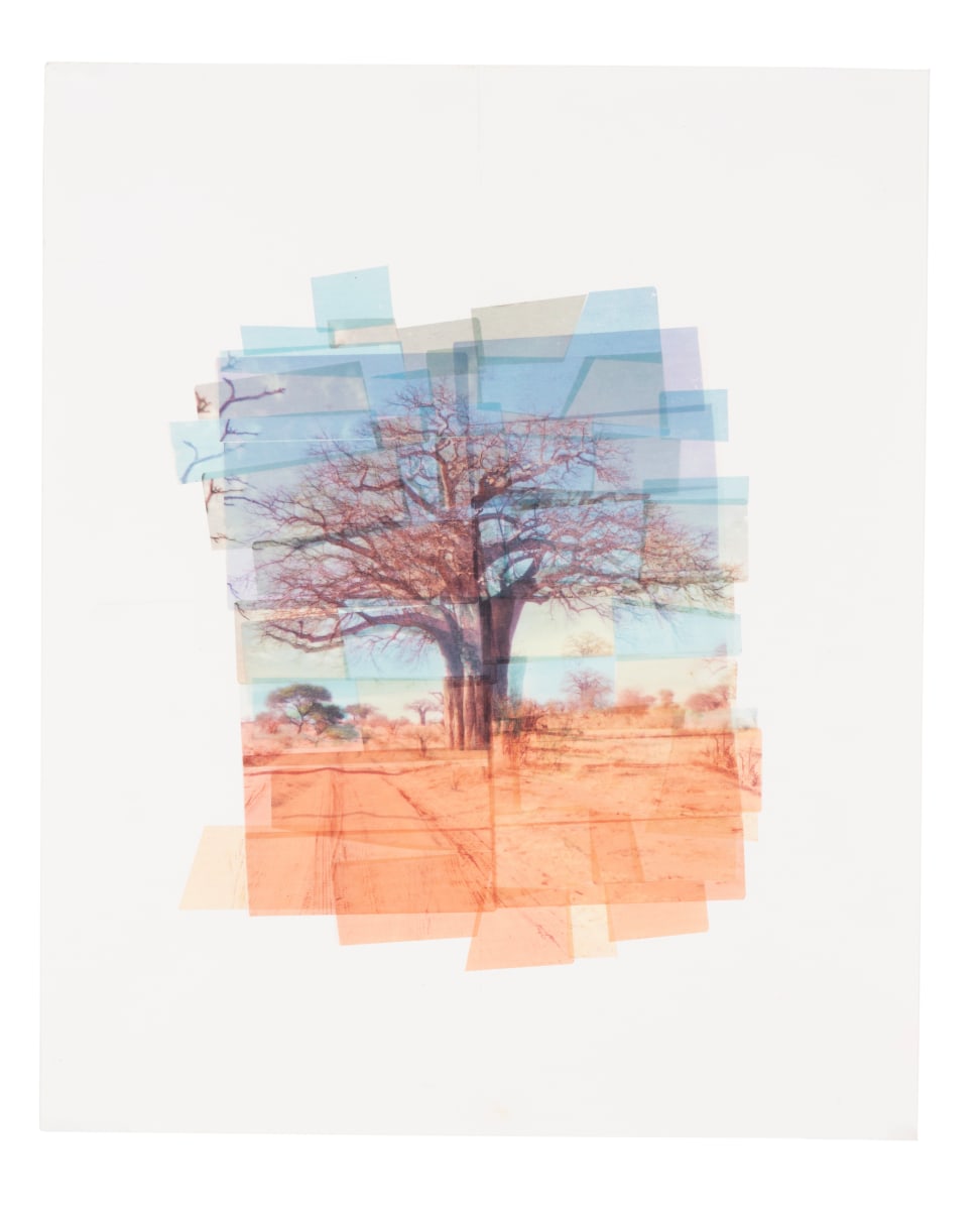 Africa Tree by Hollie Heller 