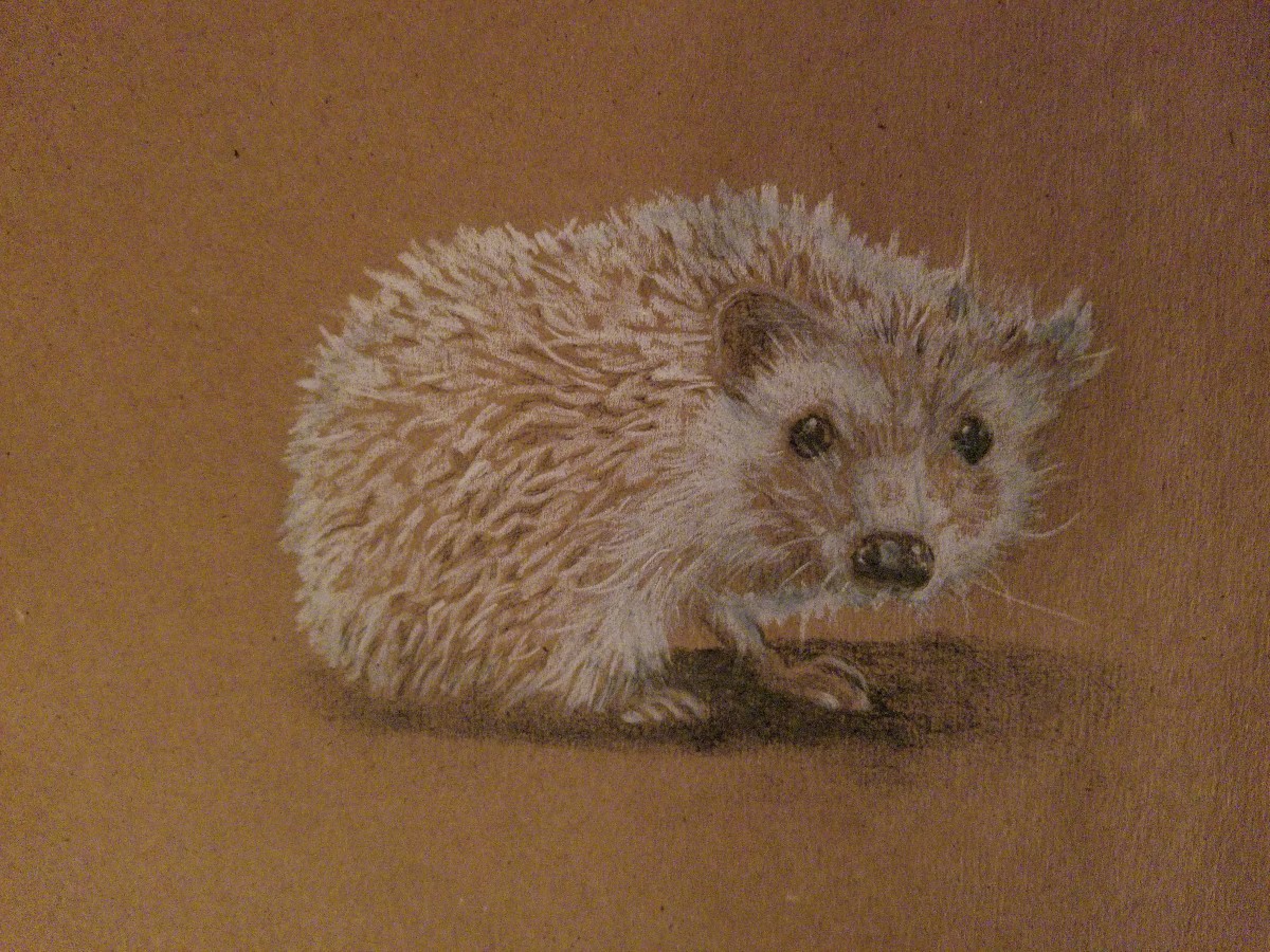Hedgehog by Donna Pate 