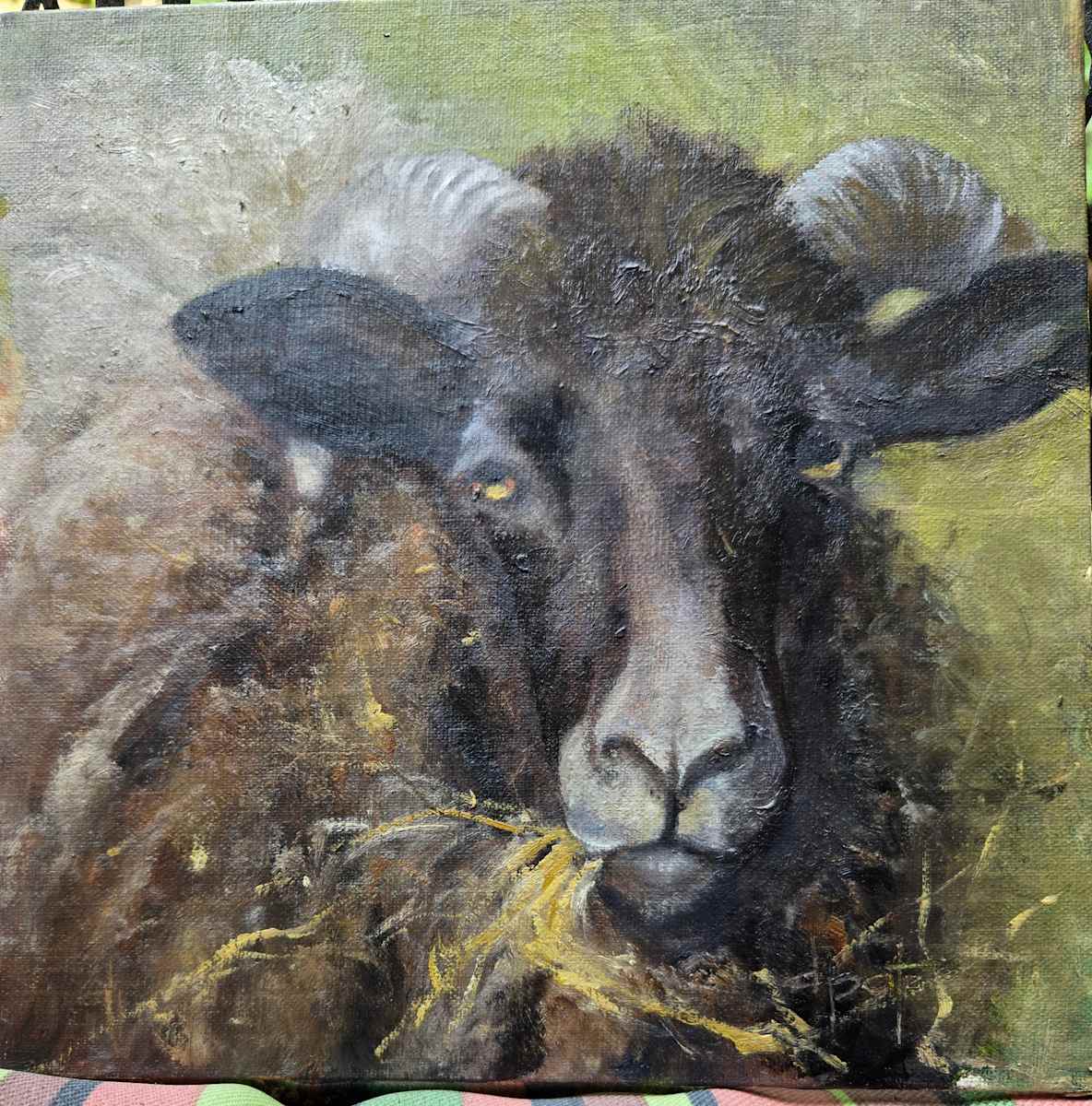 Young Ram by Donna Pate 