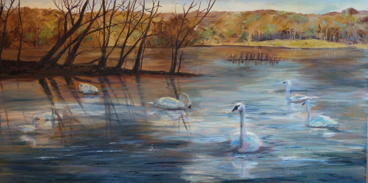 Harbingers of Spring Trumpeter Swans on the Susquehanna by Lina Ferrara 