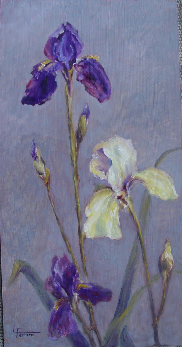 Irises by Lina Ferrara 