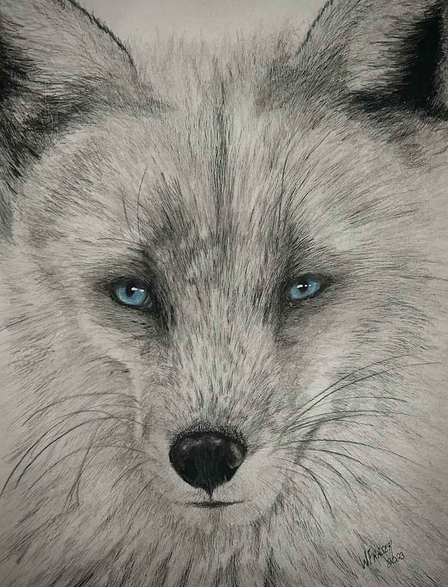 Arctic Fox by Wanda Fraser, Image 1.