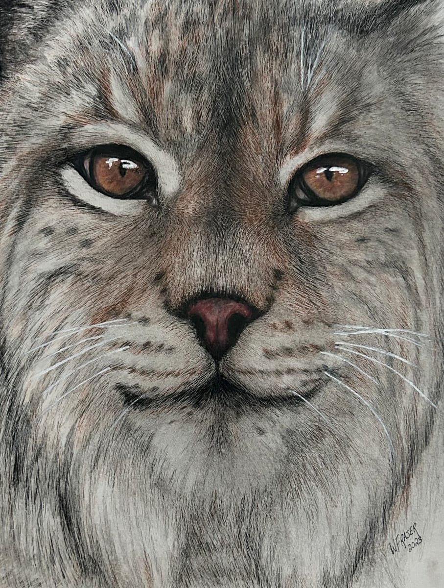 Bobcat by Wanda Fraser 