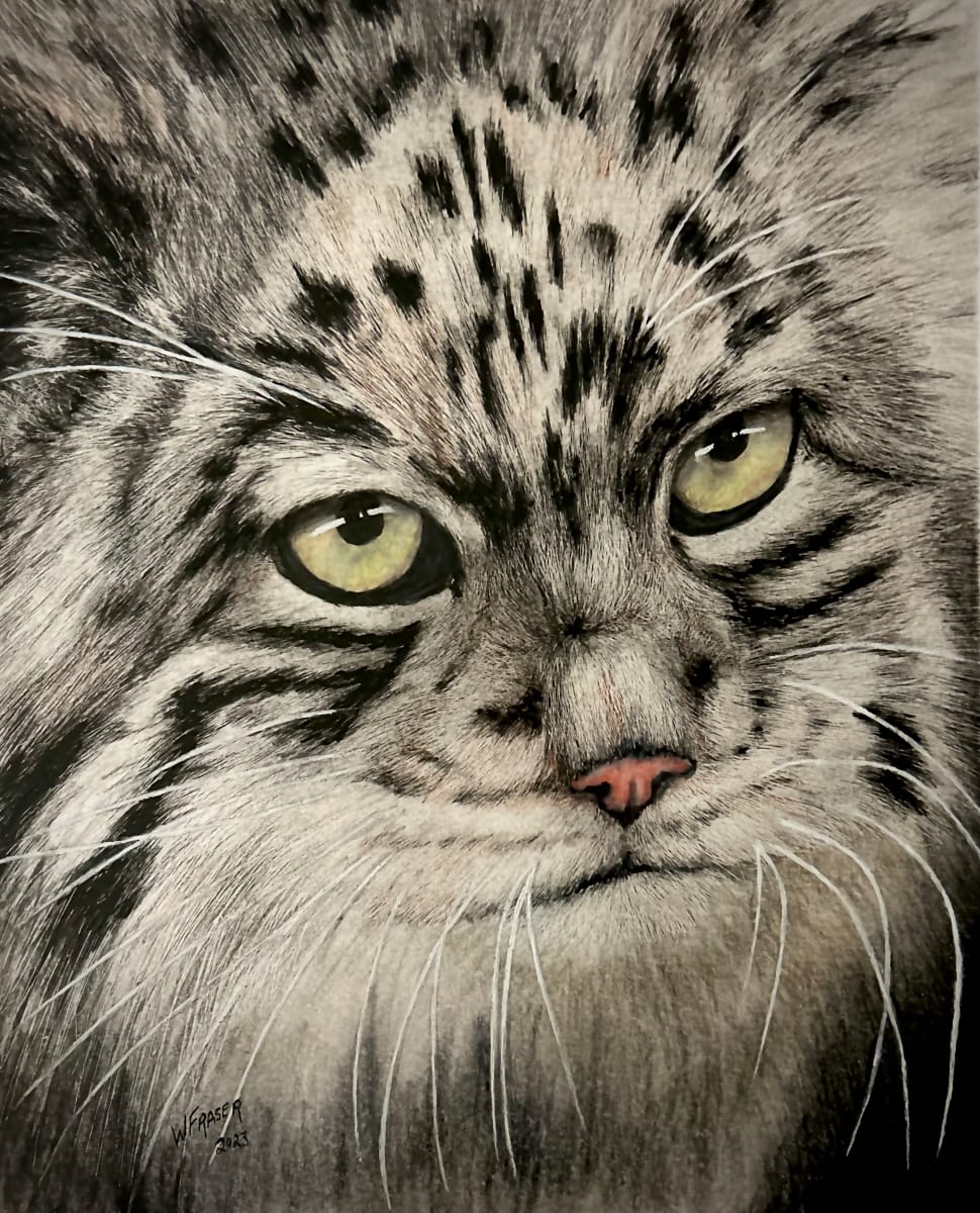 Pallas' Cat - Endangered Small Wildcat by Wanda Fraser, Image 1.