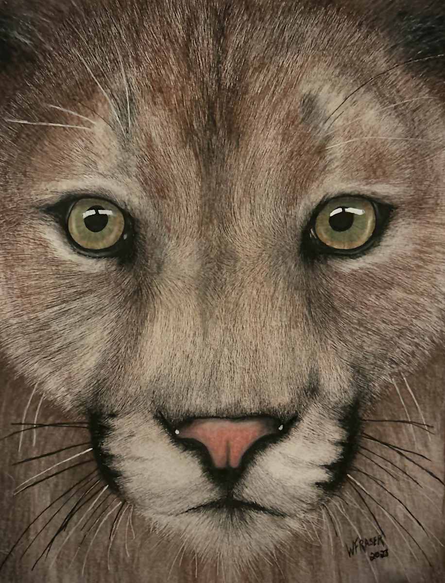 Cougar - Portrait by Wanda Fraser, Image 1.