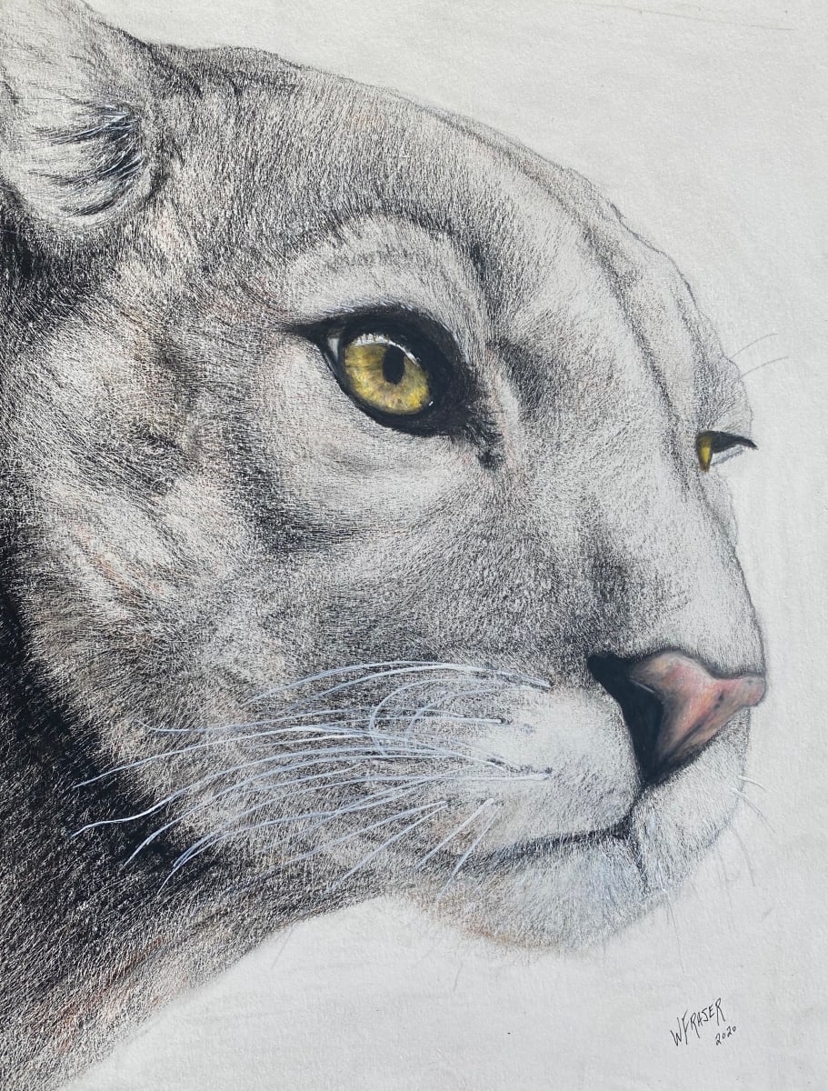 The Watcher II - Cougar by Wanda Fraser 