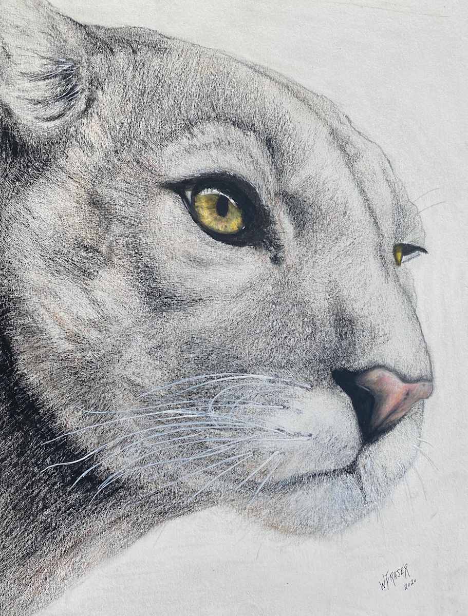 The Watcher II - Cougar by Wanda Fraser, Image 1.