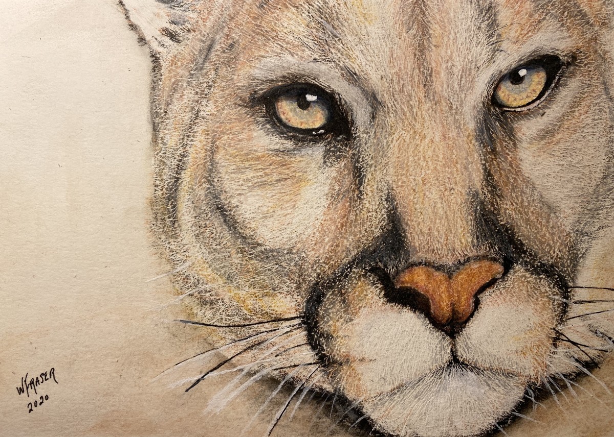The Watcher - Cougar by Wanda Fraser 