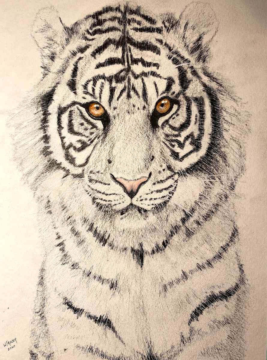White Tiger by Wanda Fraser, Image 1.