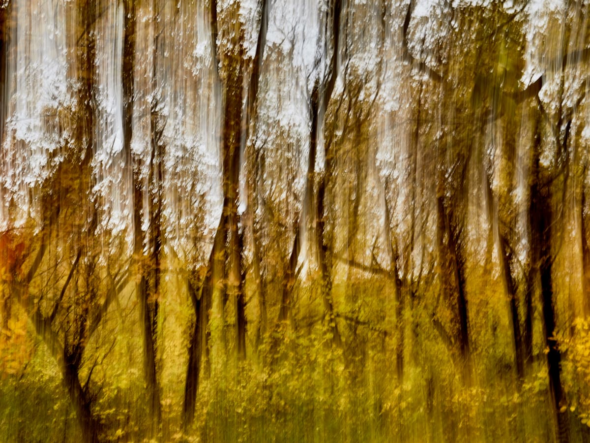 Raining Light Forest by Kent Burkhardsmeier 