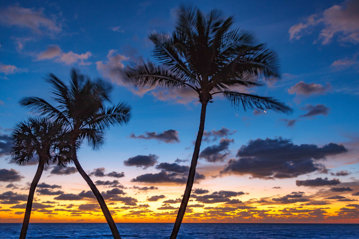 Ocean Way Palms by Kent Burkhardsmeier 