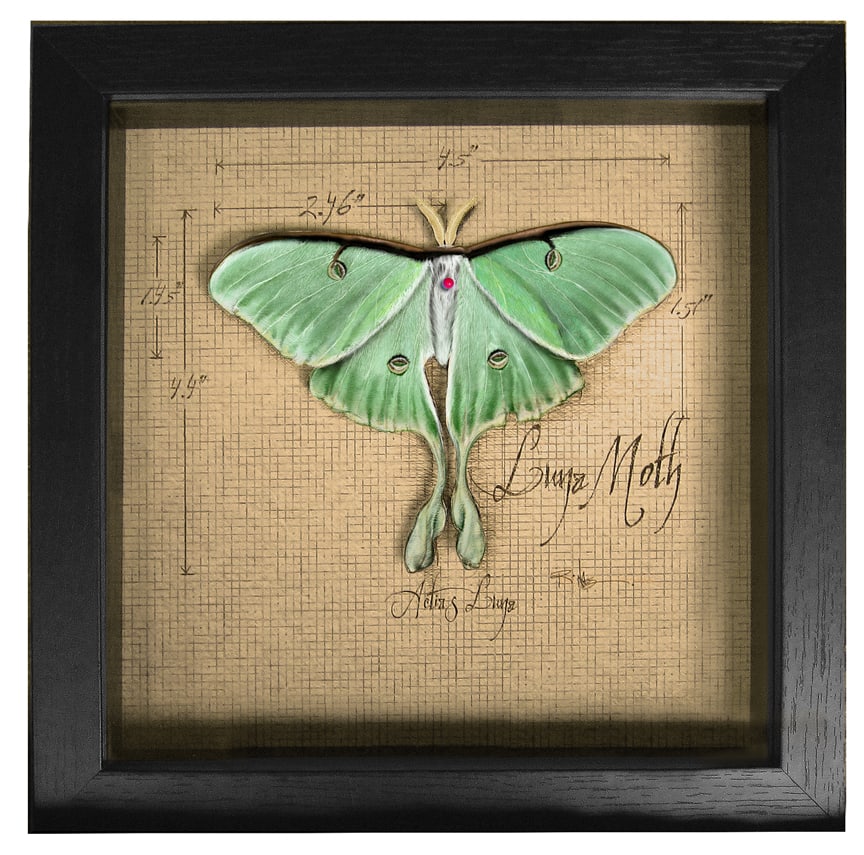 Luna Moth Shadow Box (Framed) by Rick Nass 