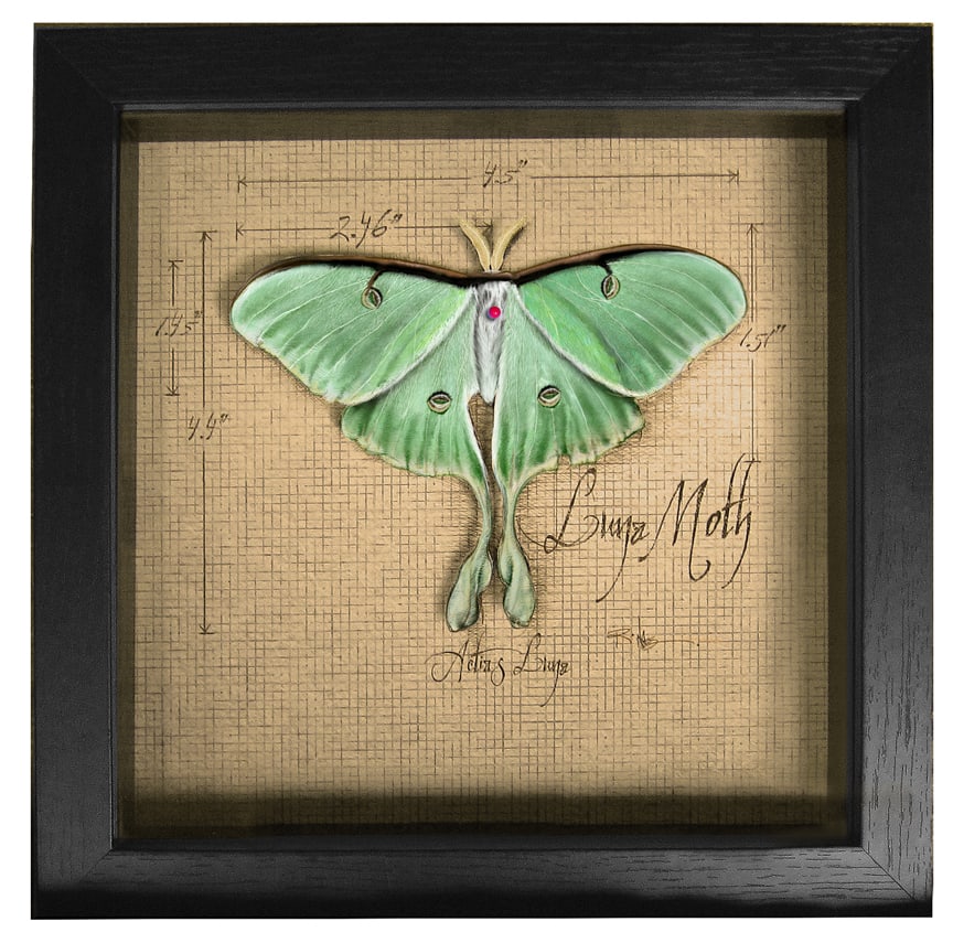 Luna Moth Shadow Box (Framed) by Rick Nass, Image 1.
